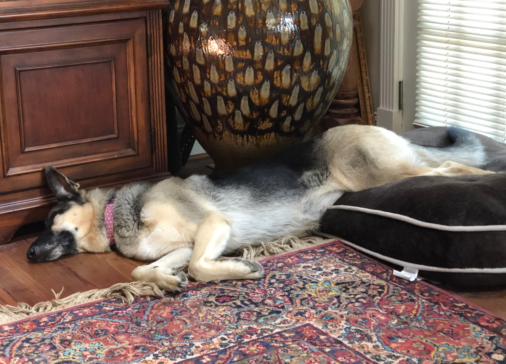Auri sleeping draped over her bed
