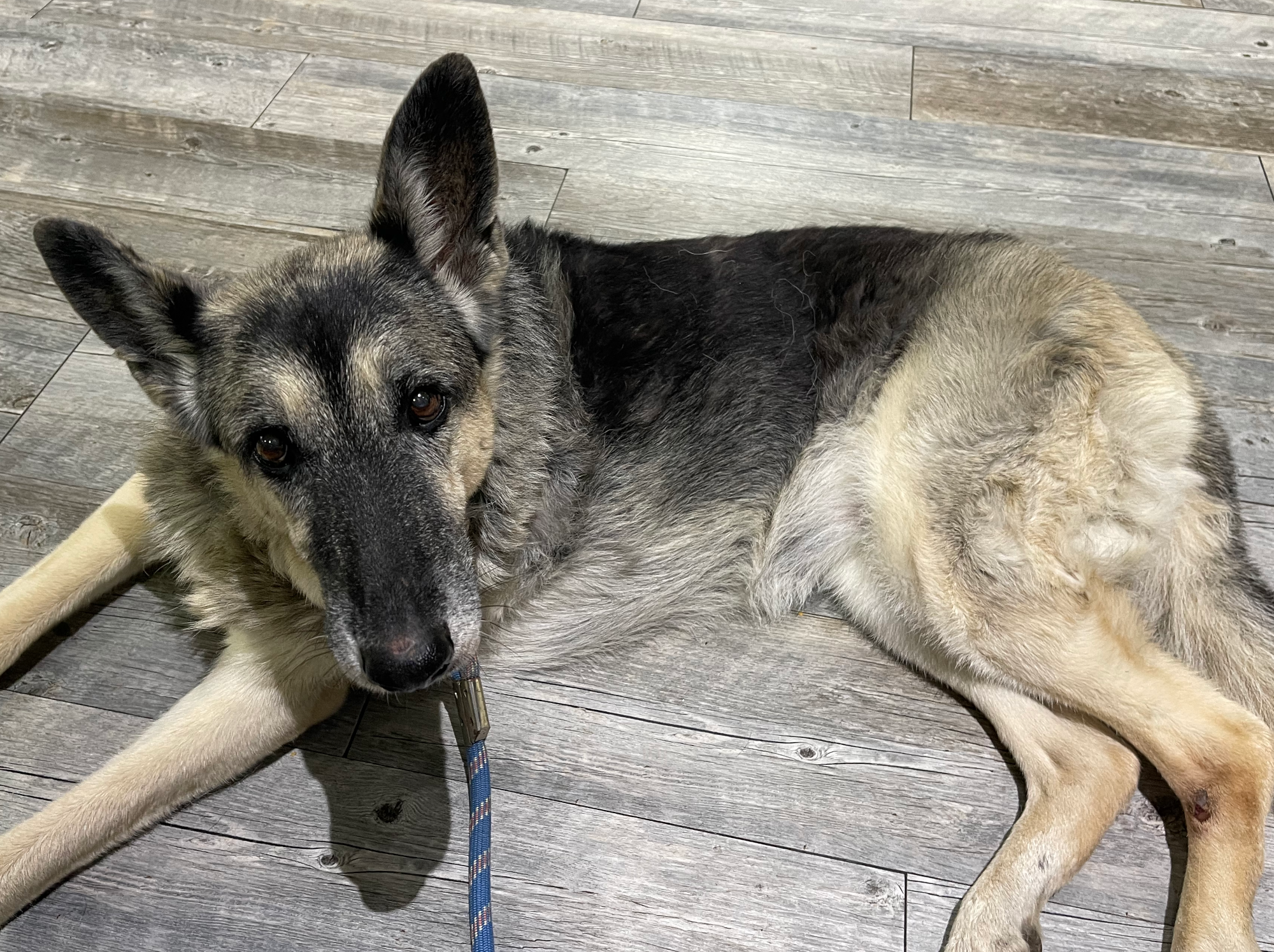 Auri on the floor of the vet