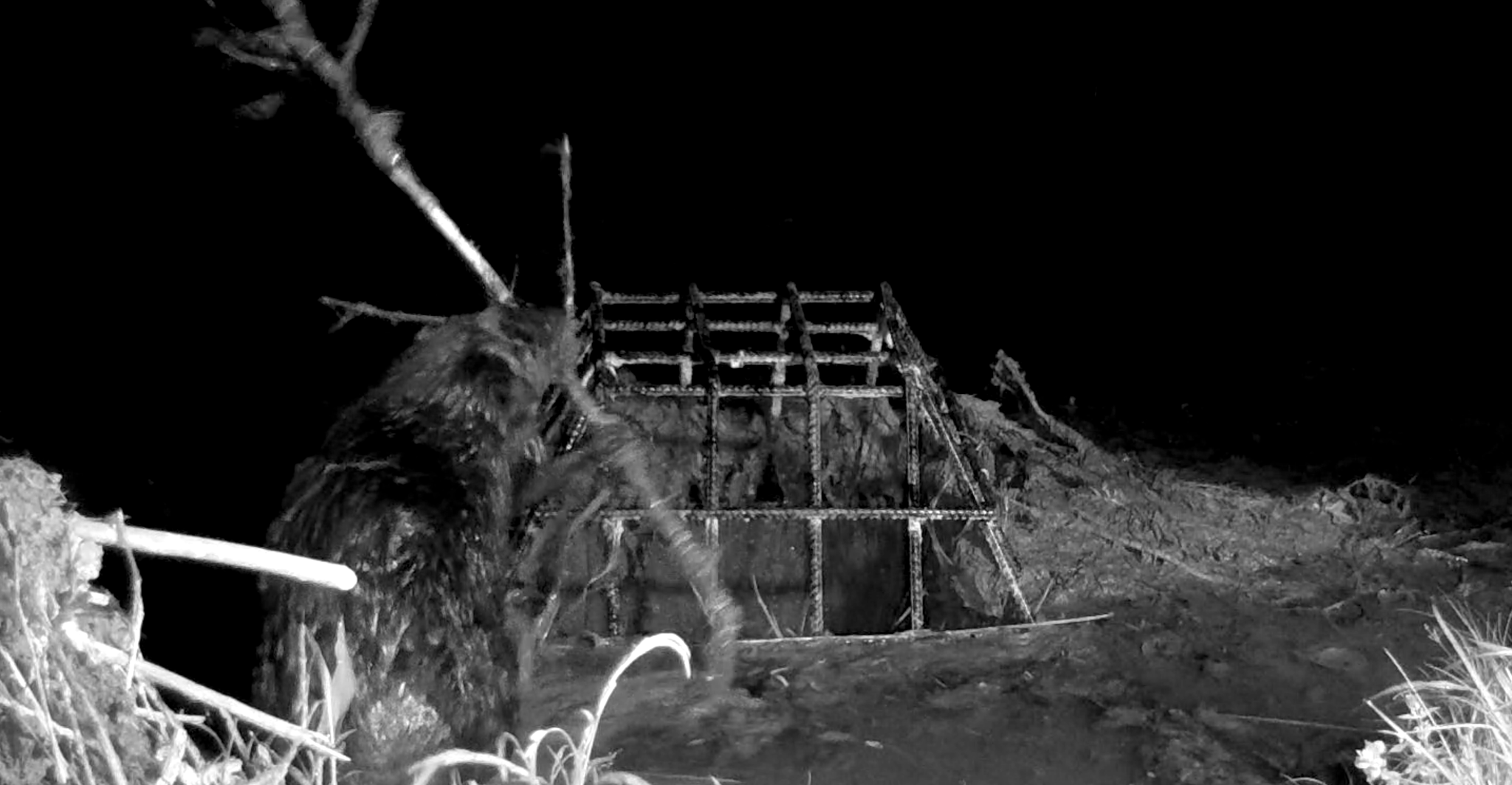 Featured image of post Beaver Shot