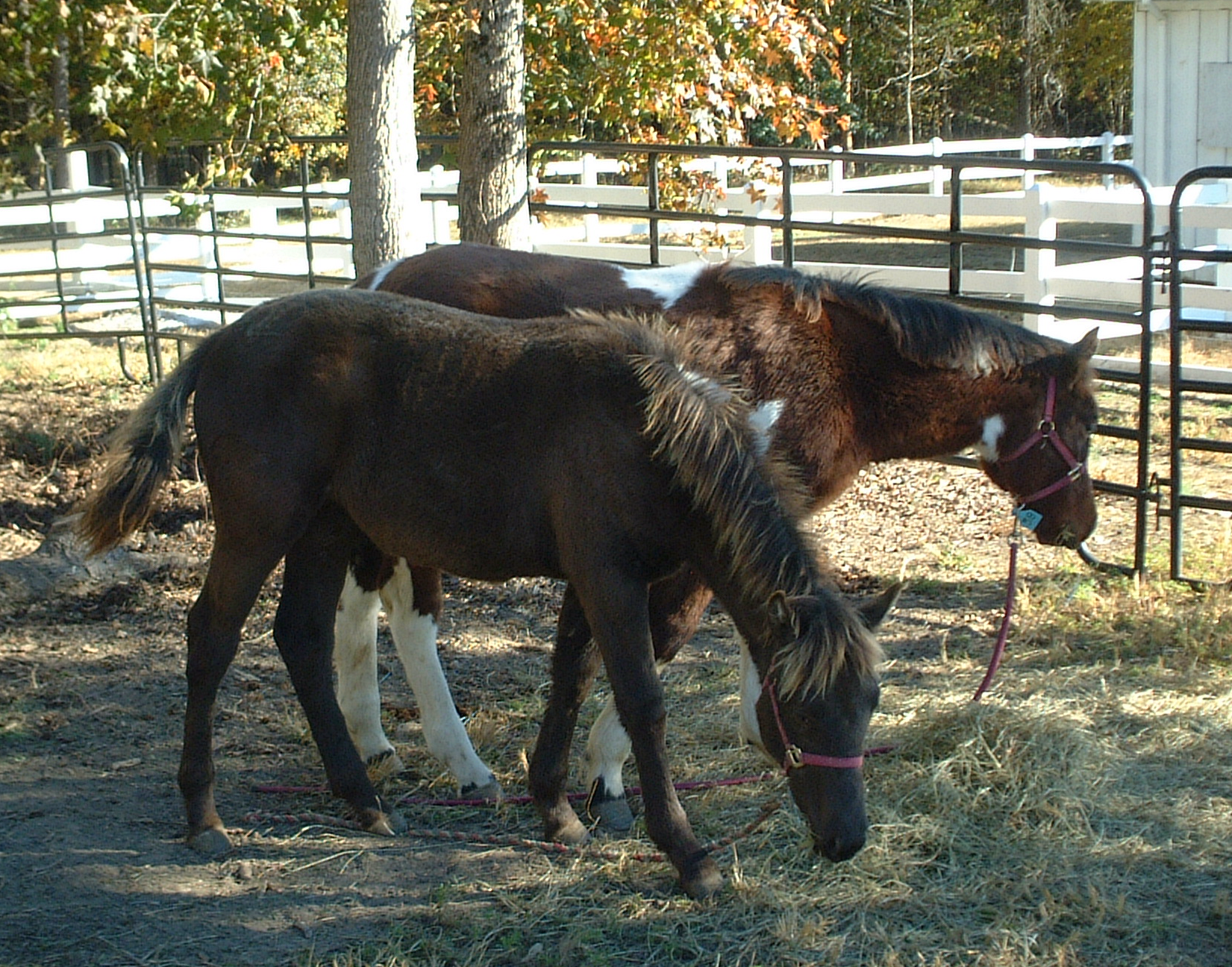 Danika and Abbey