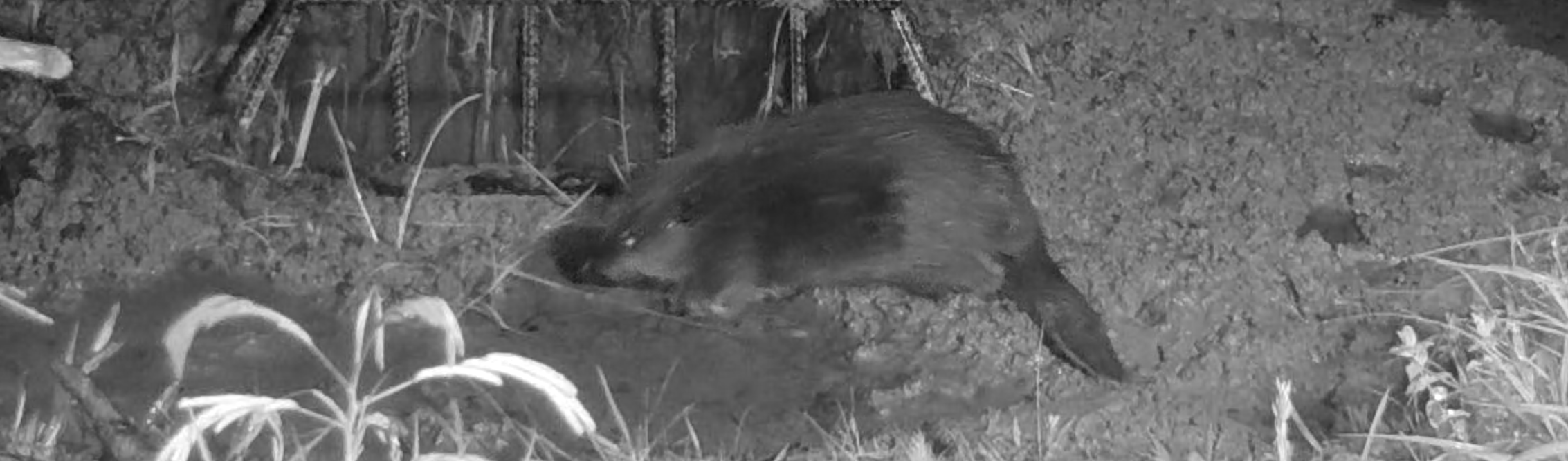 Featured image of post Beaver Mitigation