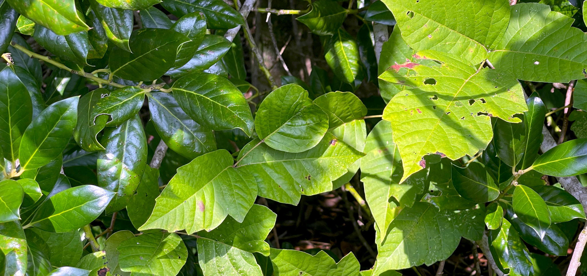 Featured image of post Poison Ivy