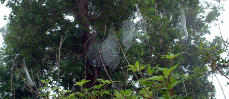 Featured image of post Tiiiiiny spiiiiiders … in the bush