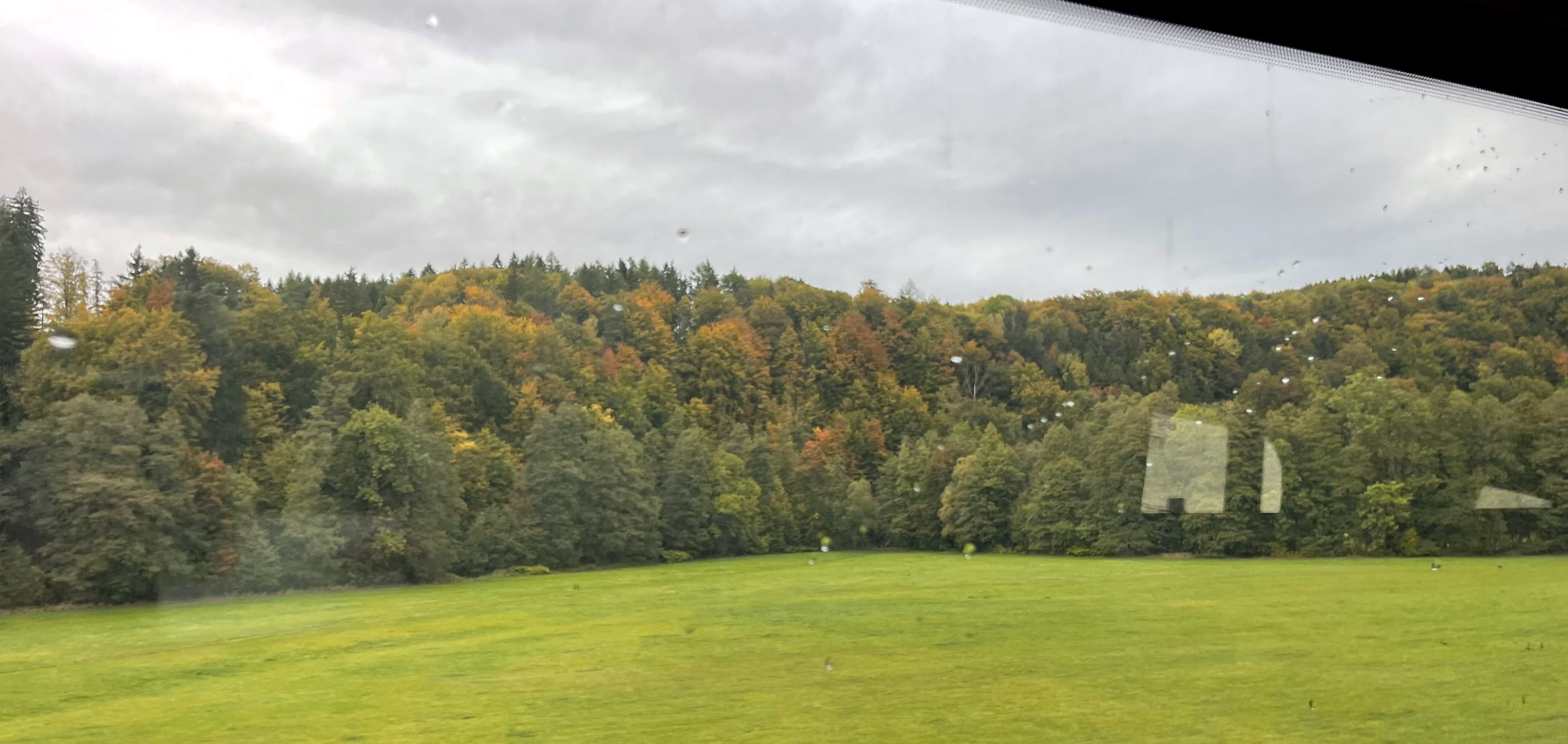 View of trees from the train