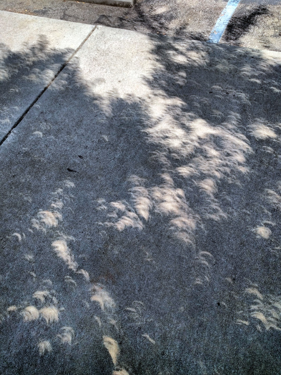 2017 Eclipse - crescent shadows